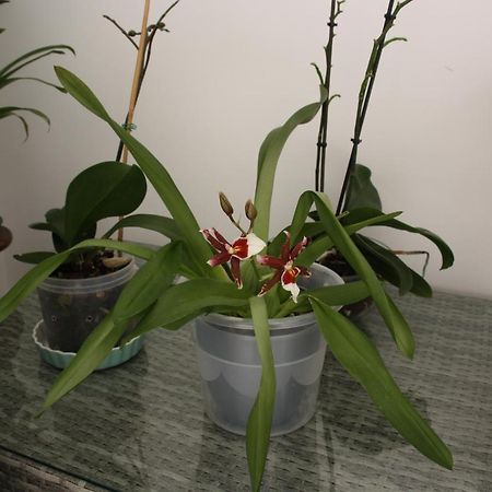 Appartamento House Of Orchids With Patio Vila Real de Santo António Esterno foto
